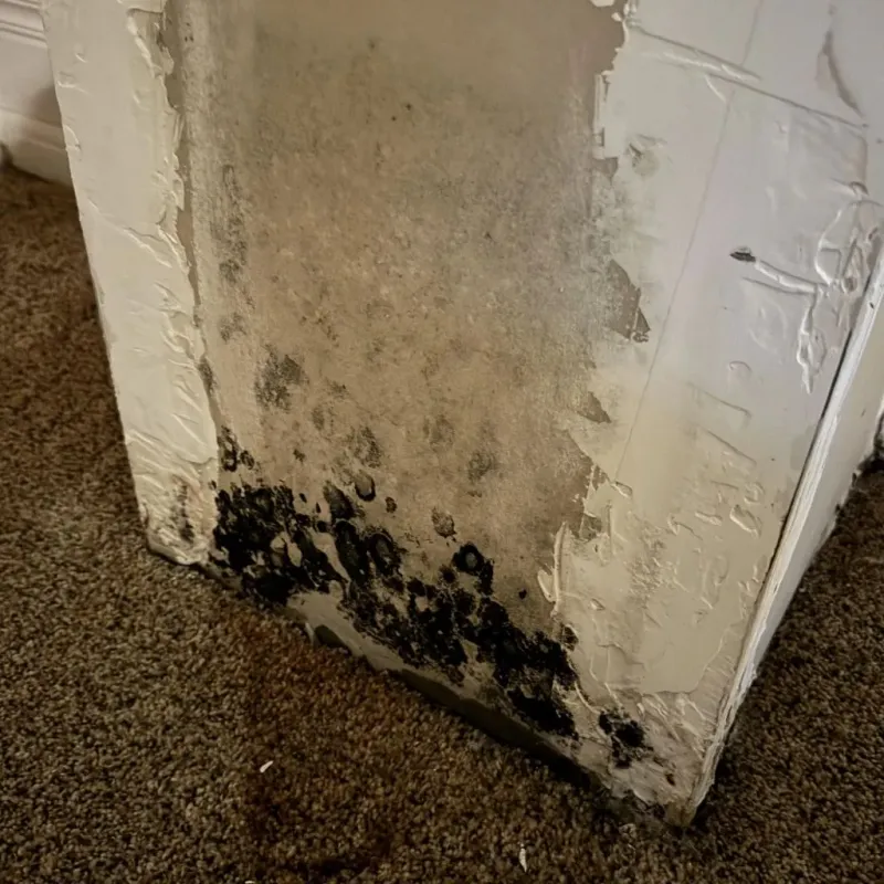 Professional Mold Removal in Chatham County, GA